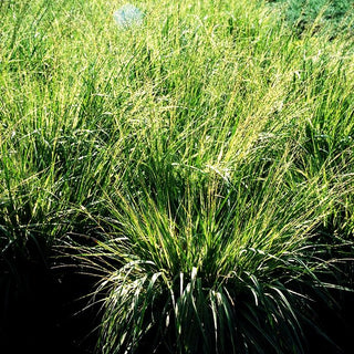 Gestreiftes Pfeifengras 'Variegata' (Molinia caerulea)