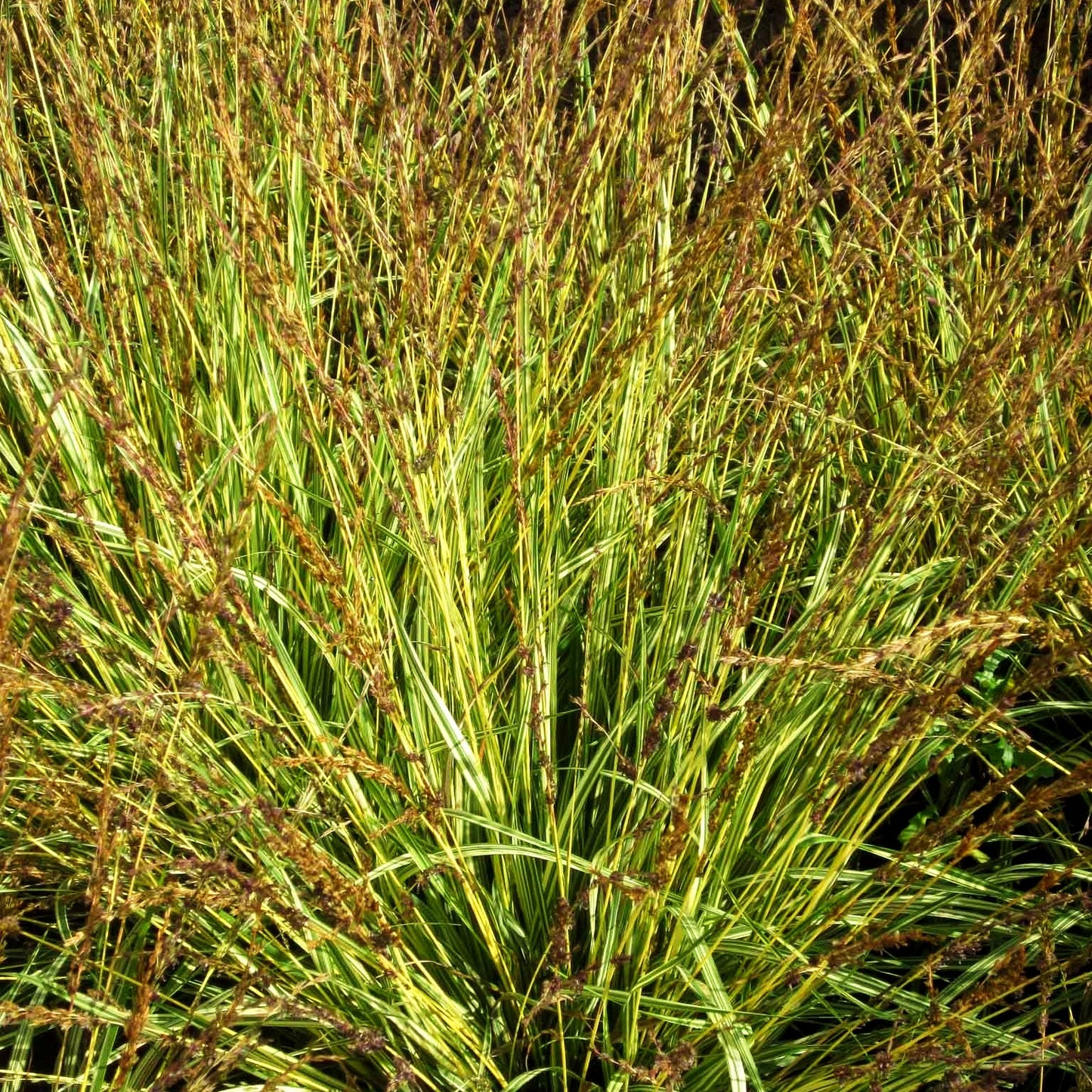 Gestreiftes Pfeifengras 'Variegata' (Molinia caerulea)