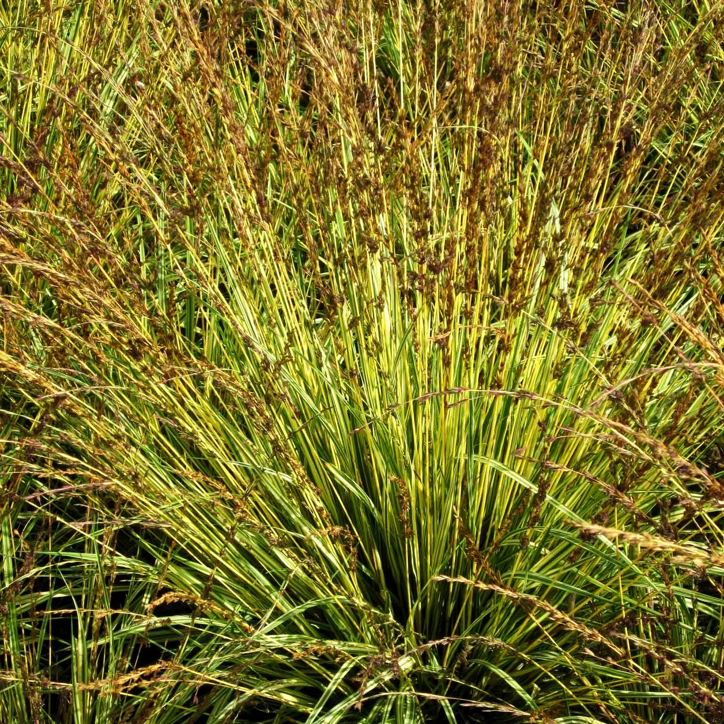 Gestreiftes Pfeifengras 'Variegata' (Molinia caerulea)
