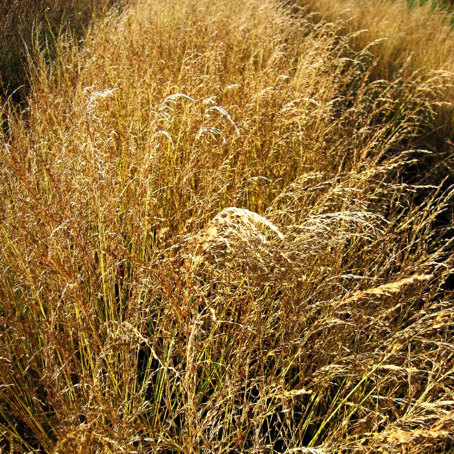Gestreiftes Pfeifengras 'Variegata' (Molinia caerulea)