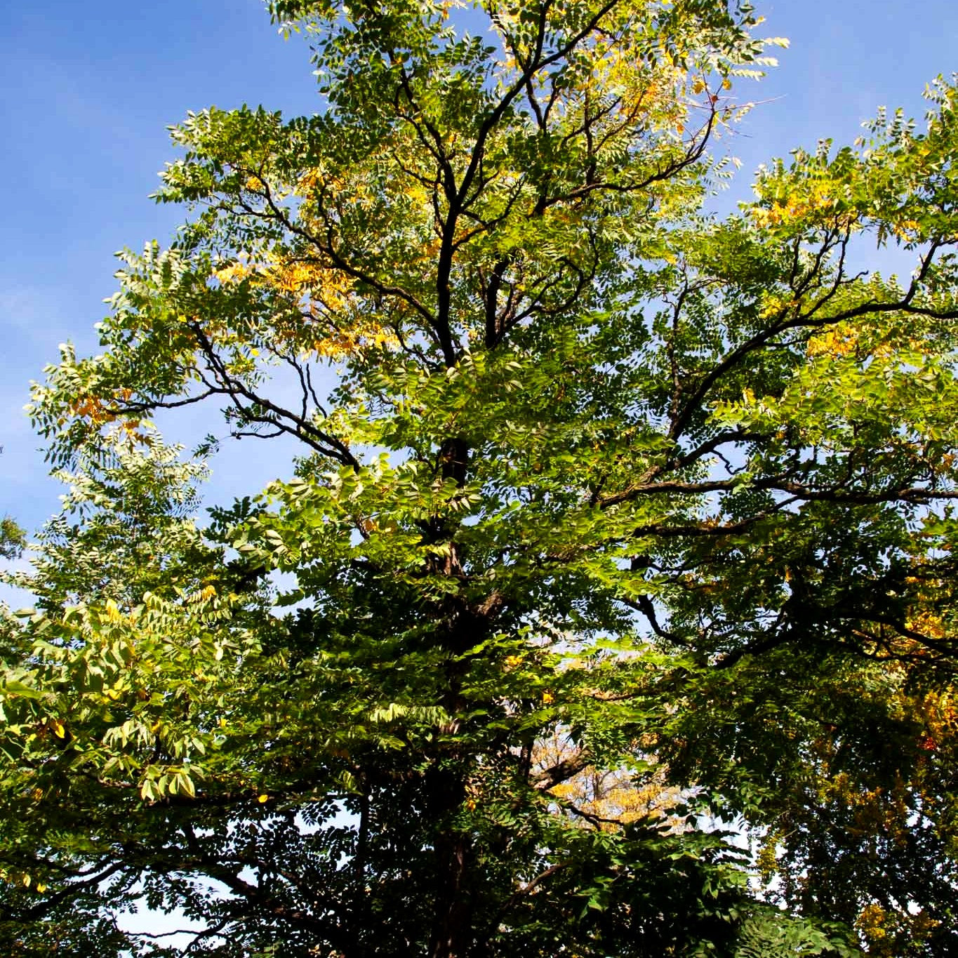 Geweihbaum (Gymnocladus dioicus)