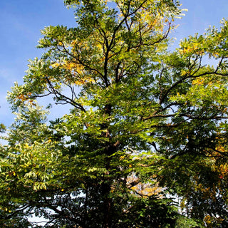 Geweihbaum (Gymnocladus dioicus)