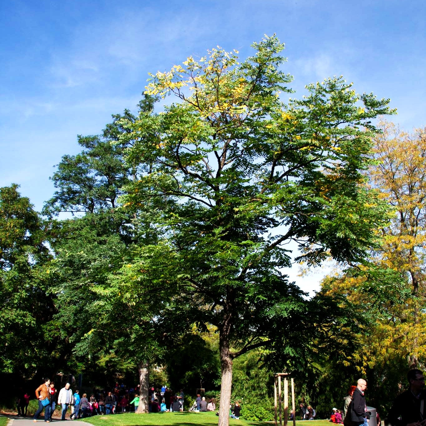 Geweihbaum (Gymnocladus dioicus)