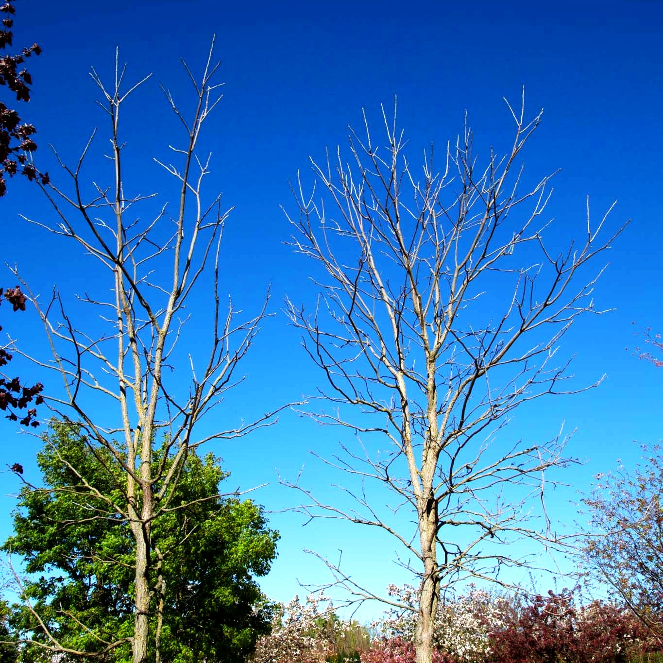 Geweihbaum (Gymnocladus dioicus)