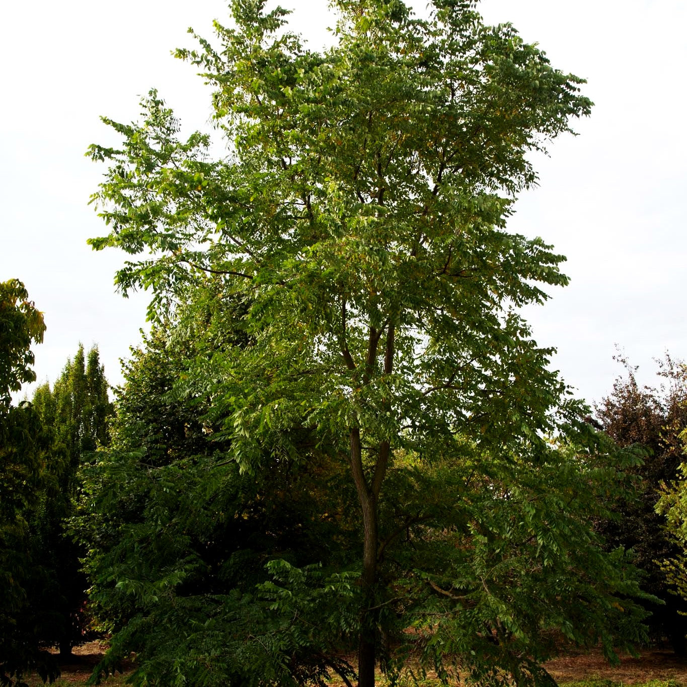 Geweihbaum (Gymnocladus dioicus)
