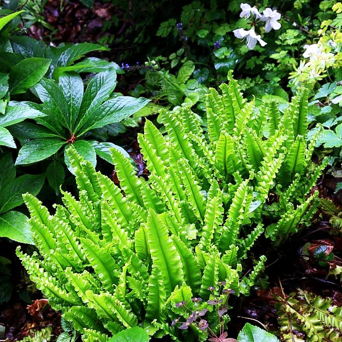 Gewellter Hirschzungenfarn 'Crispa' (Phyllitis scolopendrium)