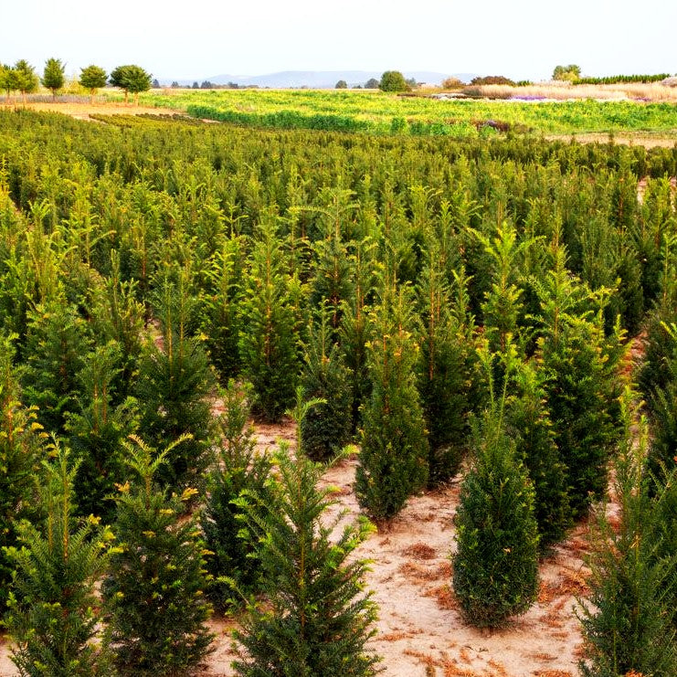 Gewöhnliche Eibe (Taxus baccata)