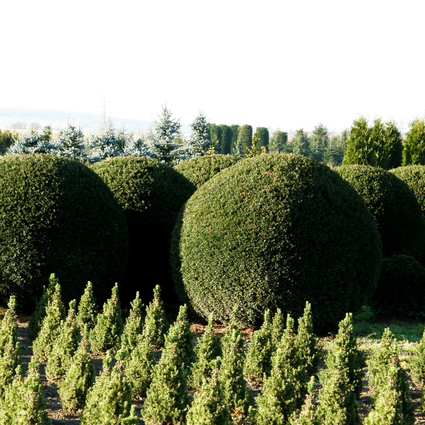 Gewöhnliche Eibe (Taxus baccata)