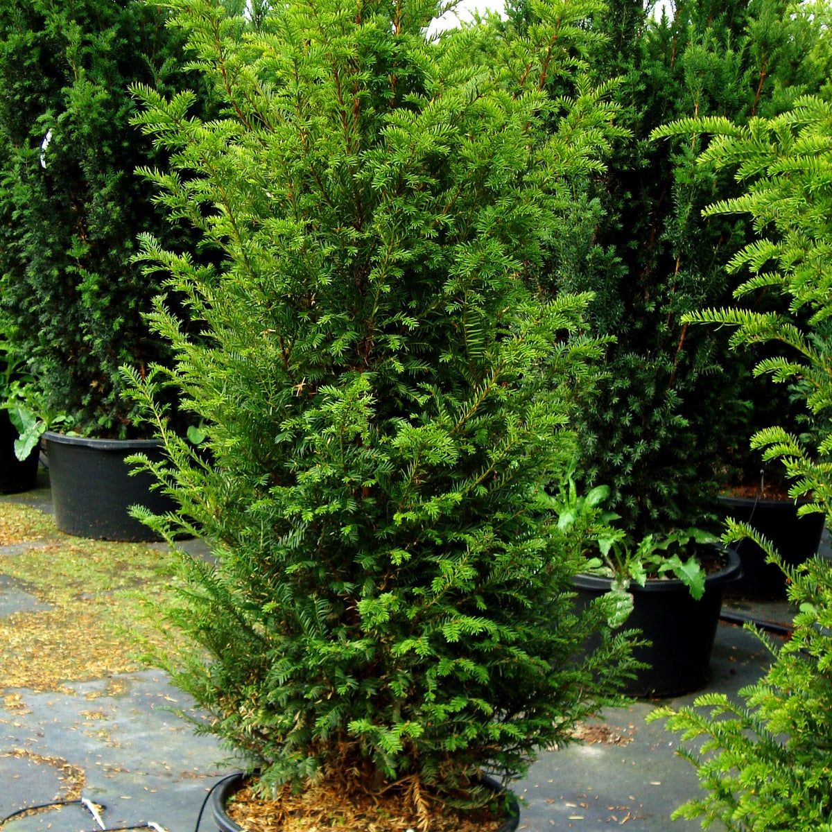 Gewöhnliche Eibe (Taxus baccata)