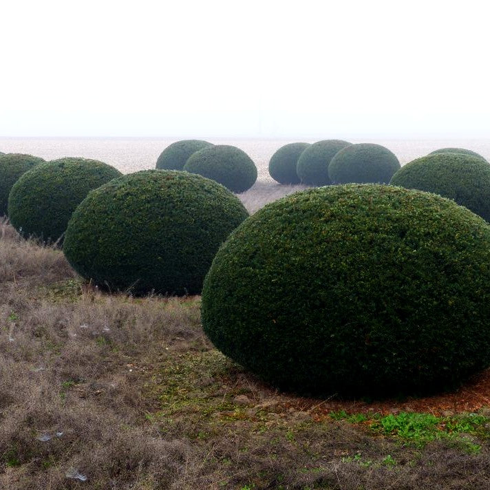 Gewöhnliche Eibe (Taxus baccata)