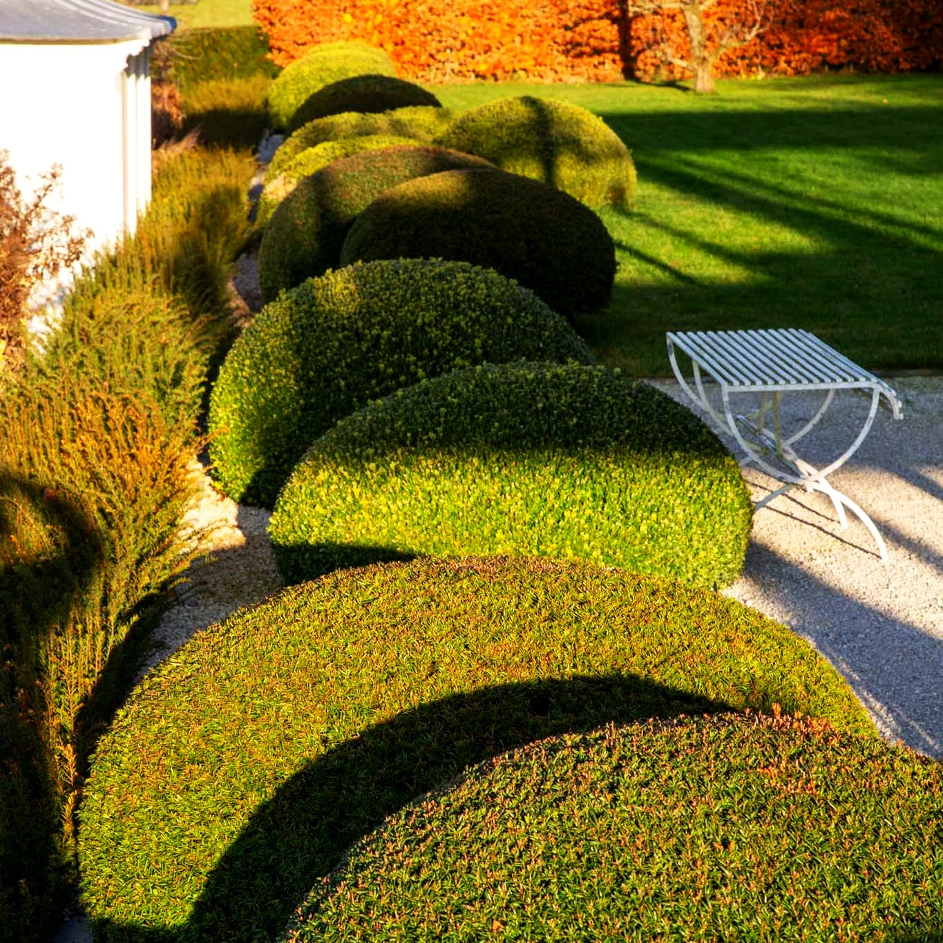 Gewöhnliche Eibe (Taxus baccata)