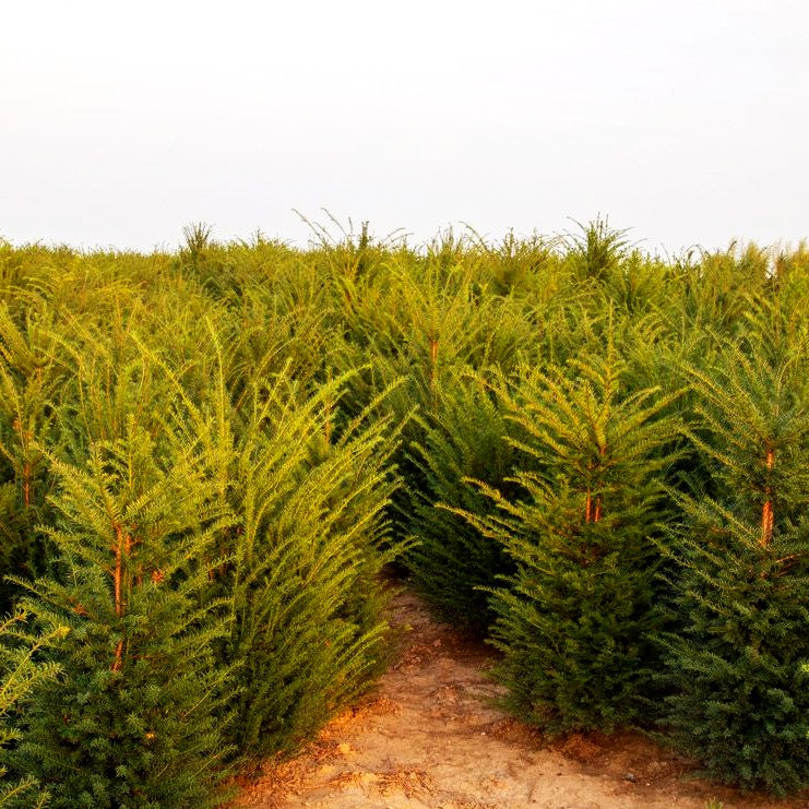 Gewöhnliche Eibe (Taxus baccata)