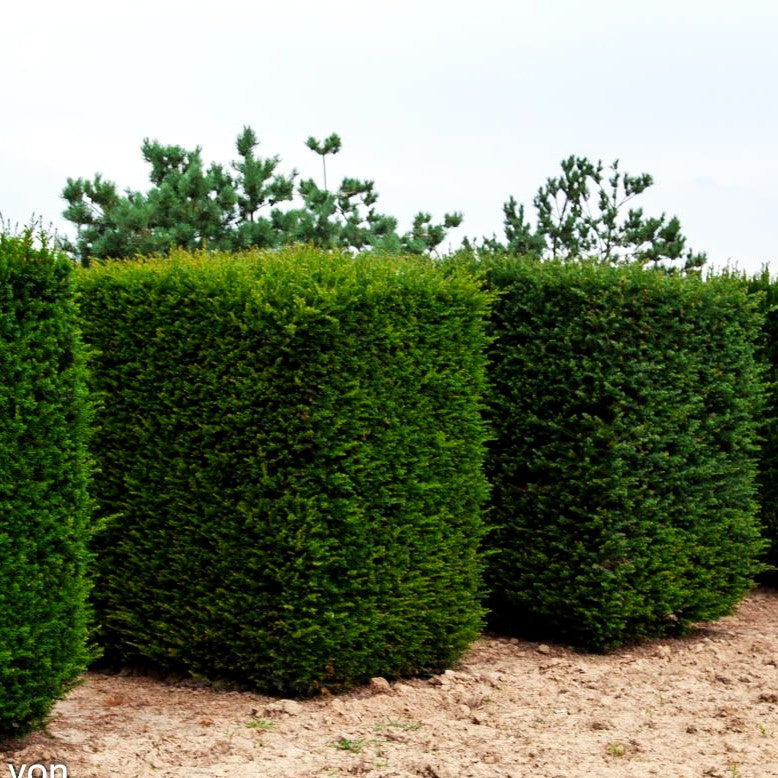 Gewöhnliche Eibe (Taxus baccata)