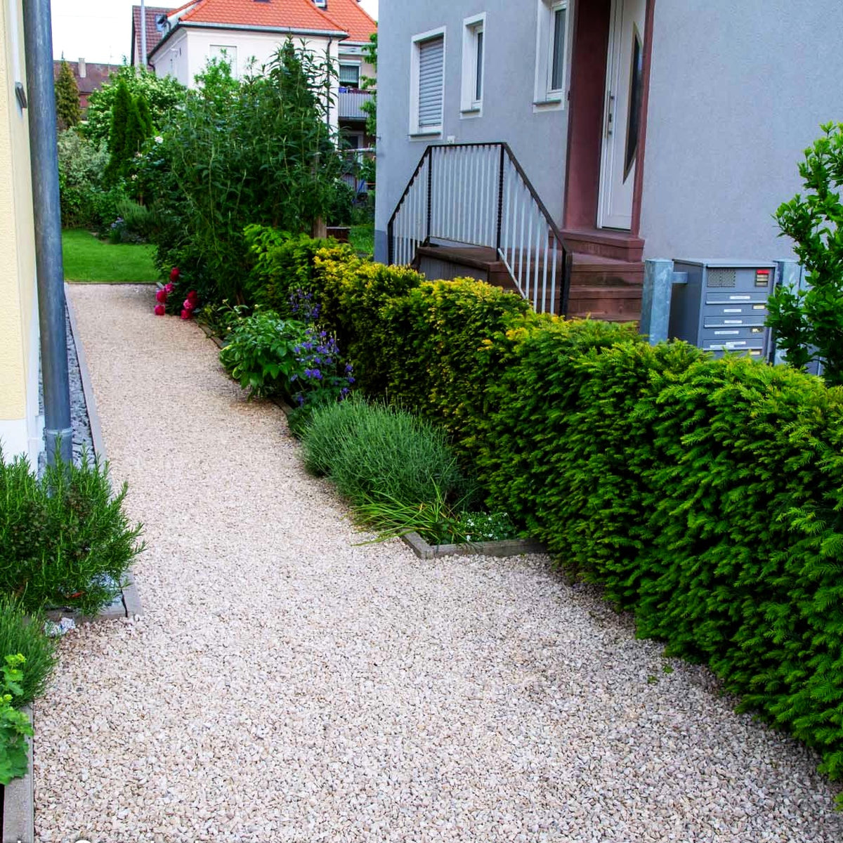 Gewöhnliche Eibe (Taxus baccata)
