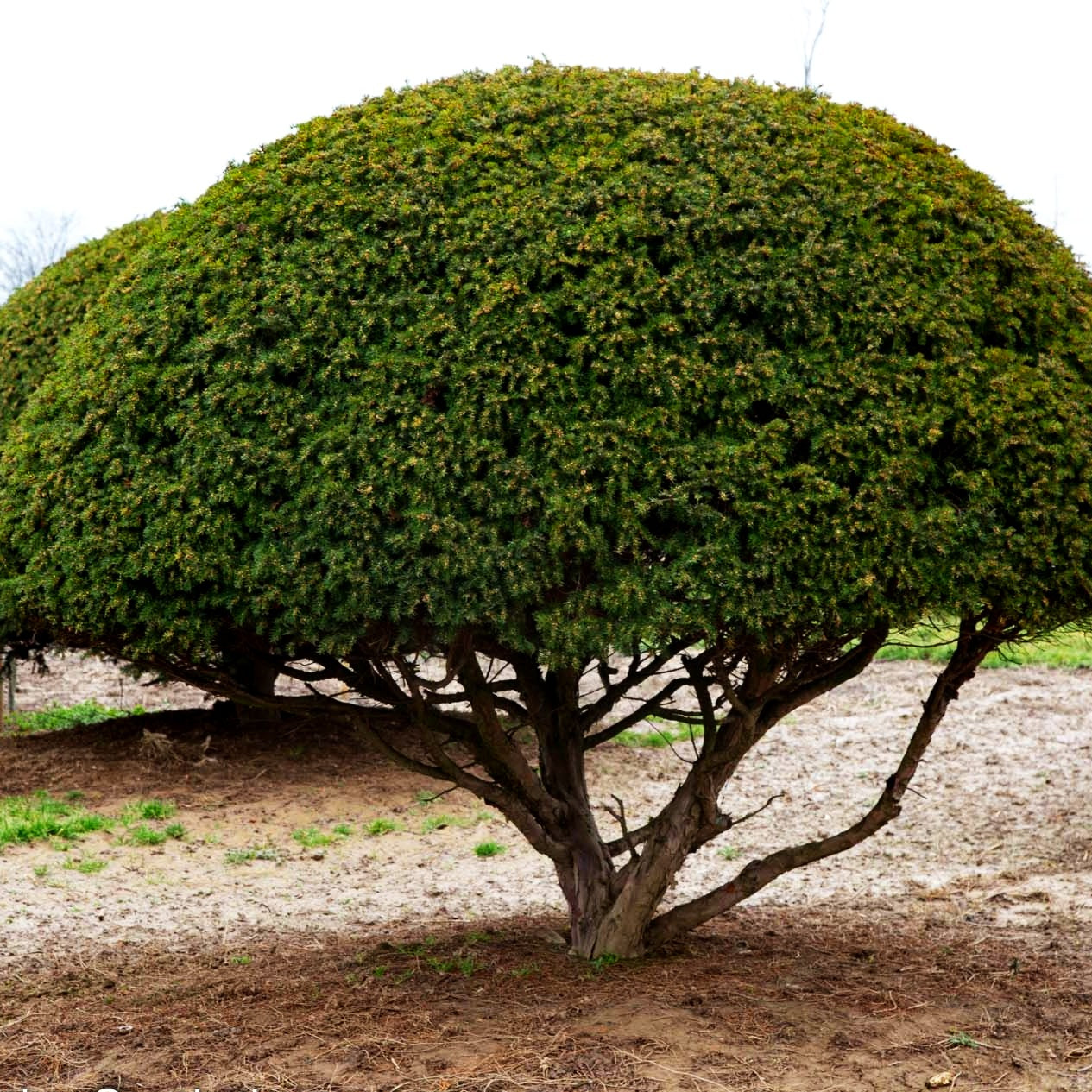 Gewöhnliche Eibe (Taxus baccata)