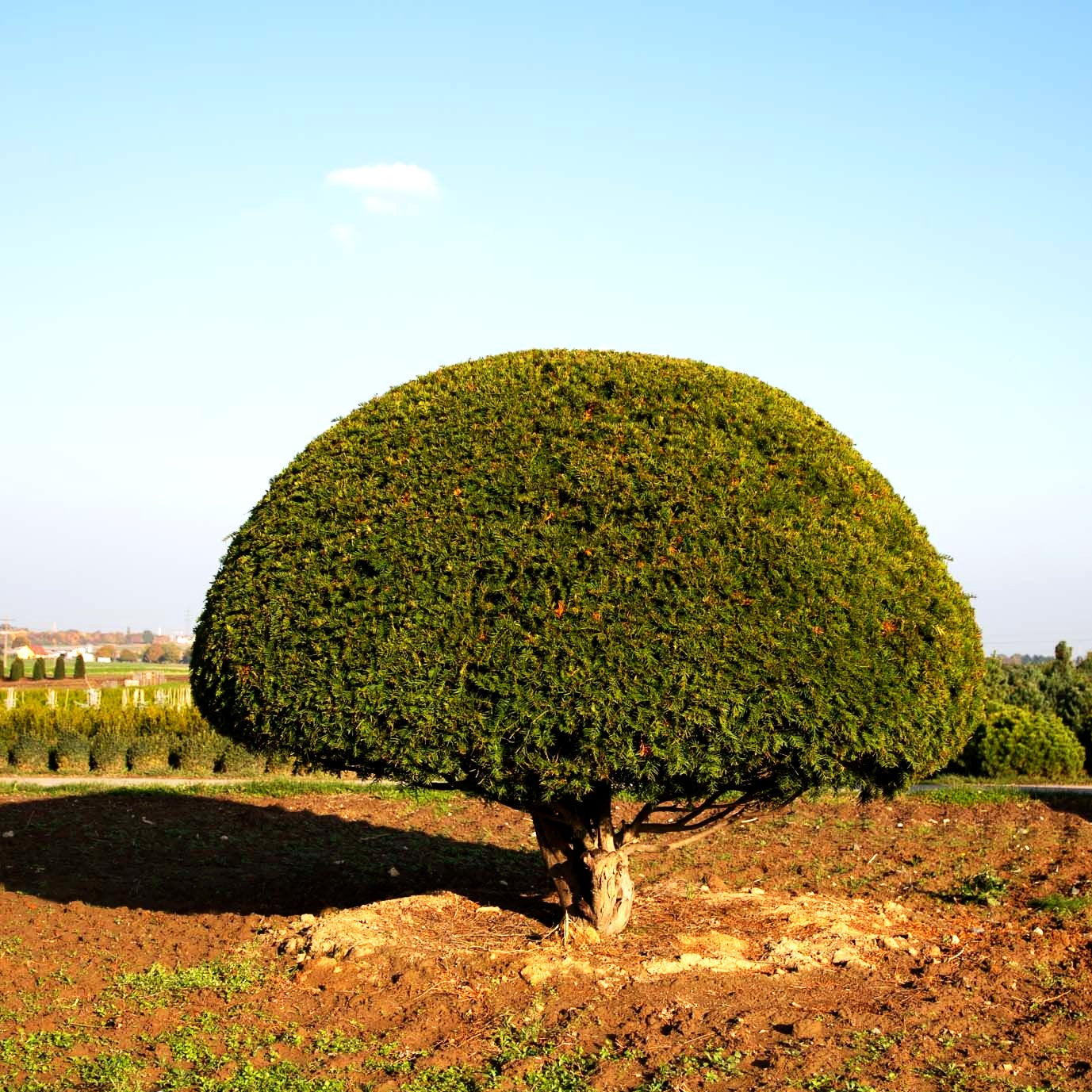Gewöhnliche Eibe (Taxus baccata)