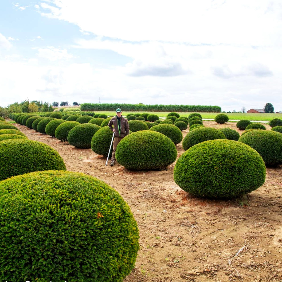 Gewöhnliche Eibe (Taxus baccata)