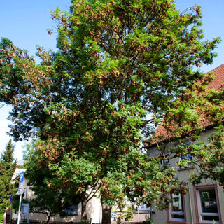 Gewöhnliche Esche (Fraxinus excelsior)