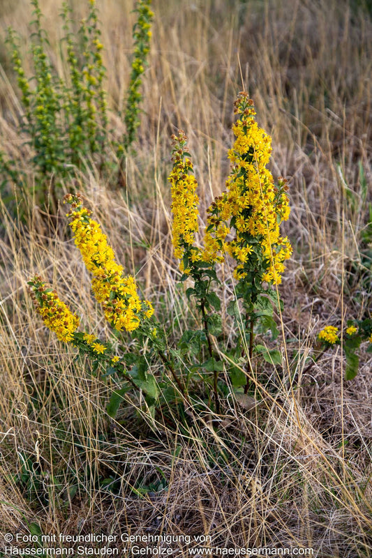 Gewöhnliche Goldrute (Solidago virgaurea ssp.virgaurea)
