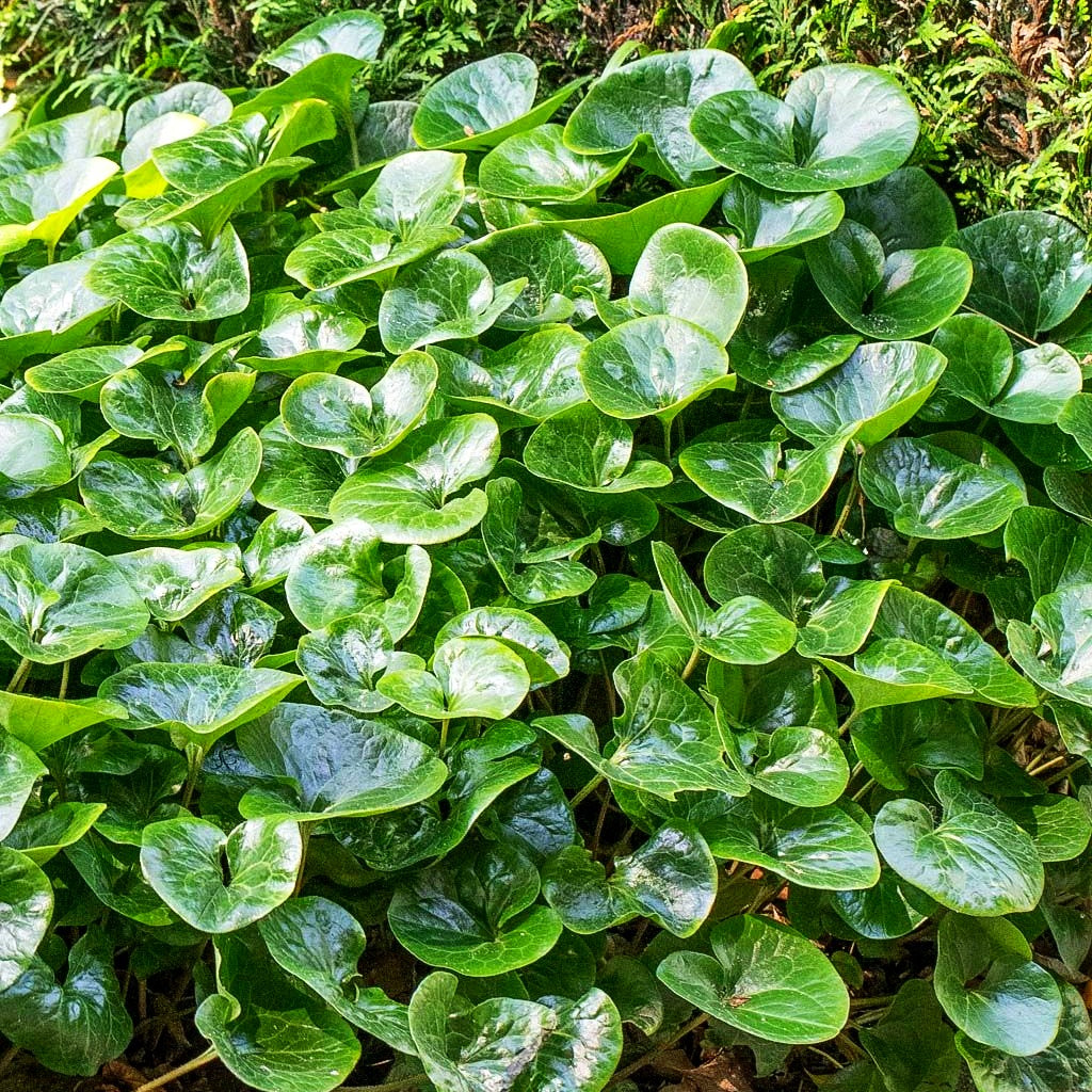 Gewöhnliche Haselwurz (Asarum europaeum)