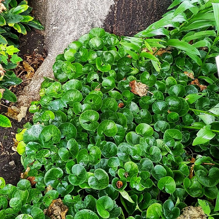 Gewöhnliche Haselwurz (Asarum europaeum)