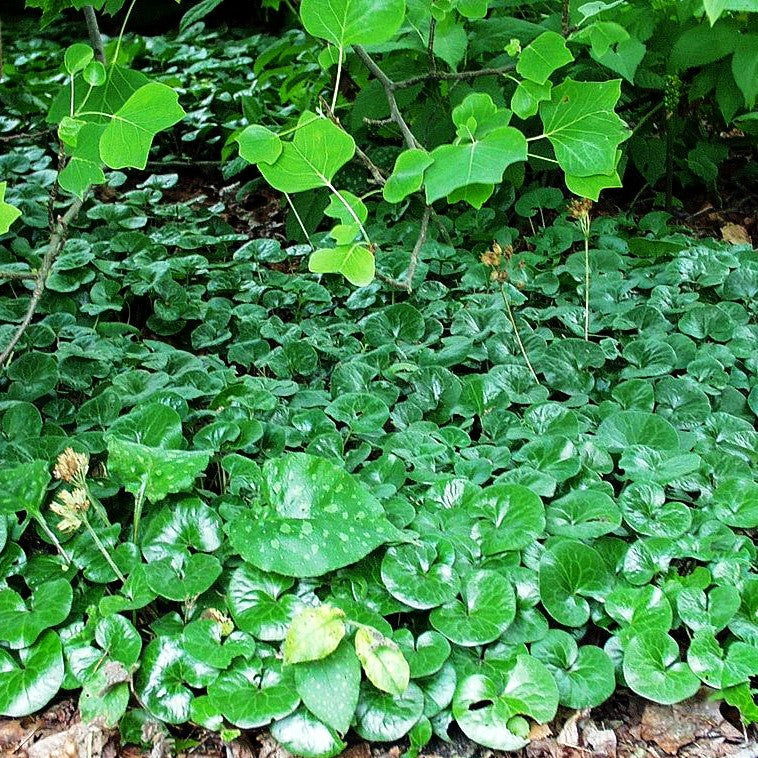 Gewöhnliche Haselwurz (Asarum europaeum)