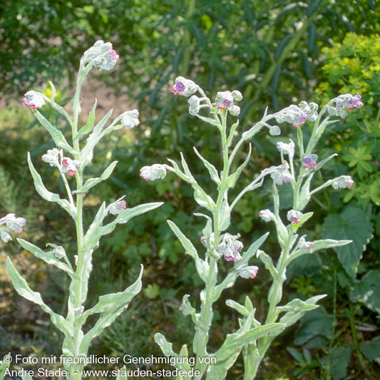 Gewöhnliche Hundszunge (Cynoglossum officinale)