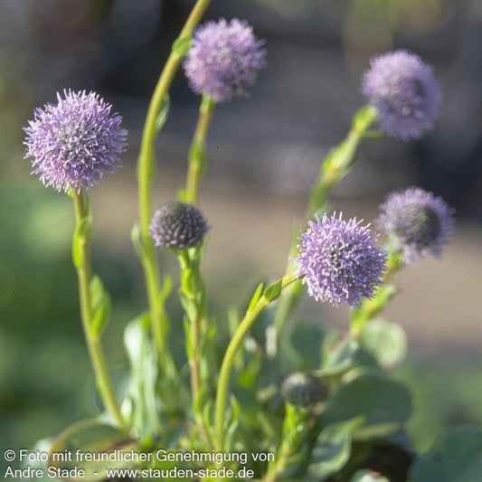 Gewöhnliche Kugelblume (Globularia punctata)