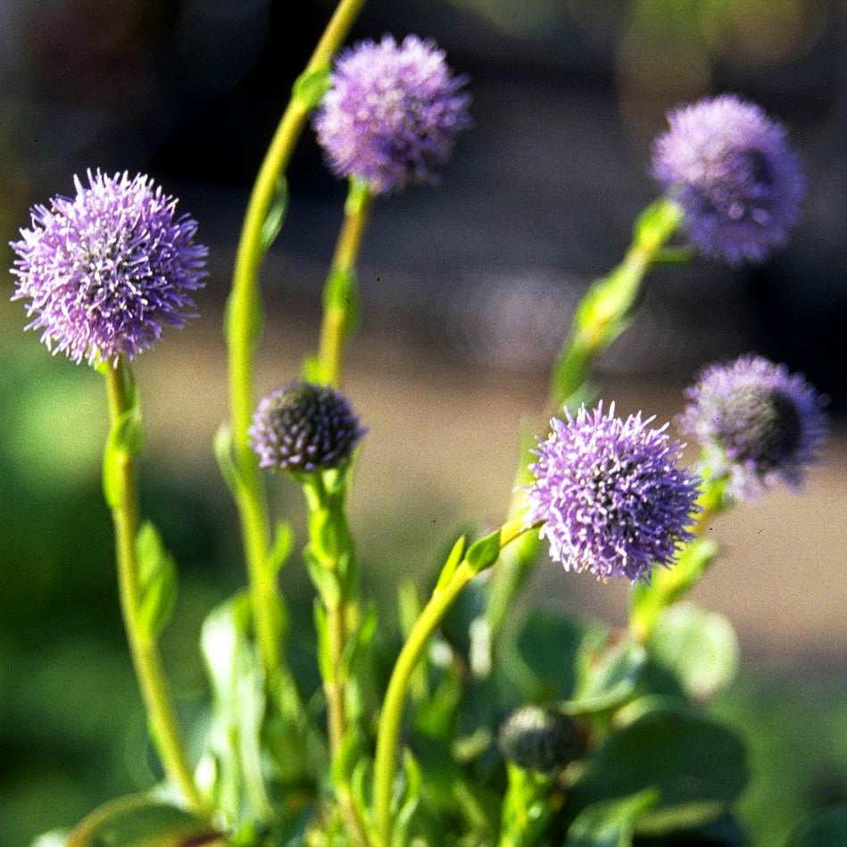 Gewöhnliche Kugelblume (Globularia punctata)