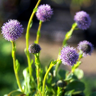 Gewöhnliche Kugelblume (Globularia punctata)