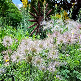 Gewöhnliche Kuhschelle (Pulsatilla vulgaris)