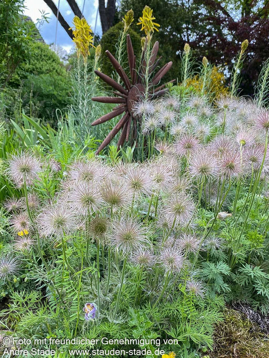 Gewöhnliche Kuhschelle (Pulsatilla vulgaris)