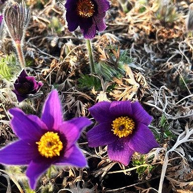 Gewöhnliche Kuhschelle (Pulsatilla vulgaris)