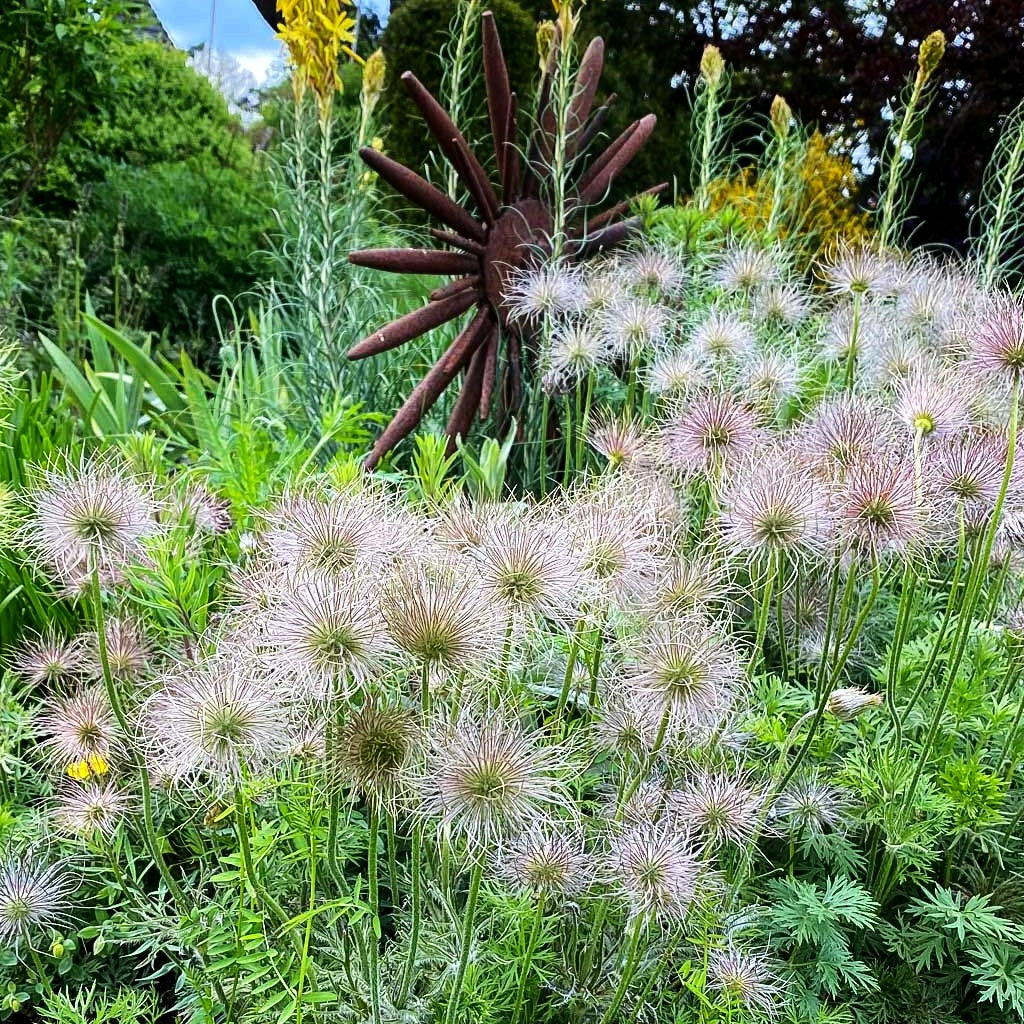 Gewöhnliche Kuhschelle (Pulsatilla vulgaris)