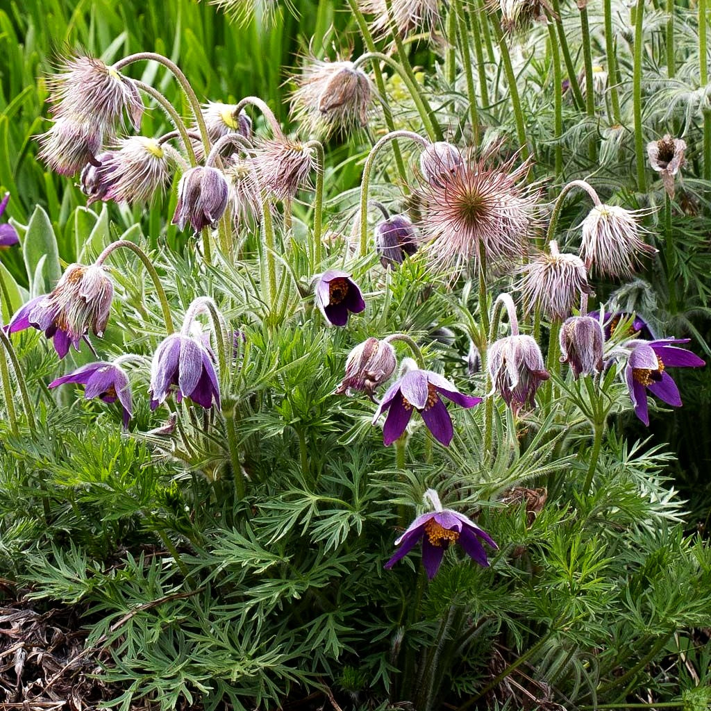 Gewöhnliche Kuhschelle (Pulsatilla vulgaris)