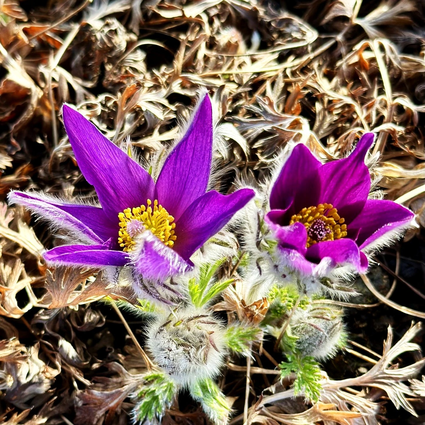 Gewöhnliche Kuhschelle (Pulsatilla vulgaris)