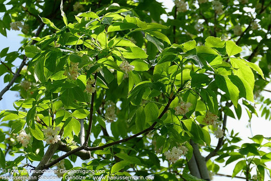 Gewöhnliche Pimpernuss (Staphylea pinnata)