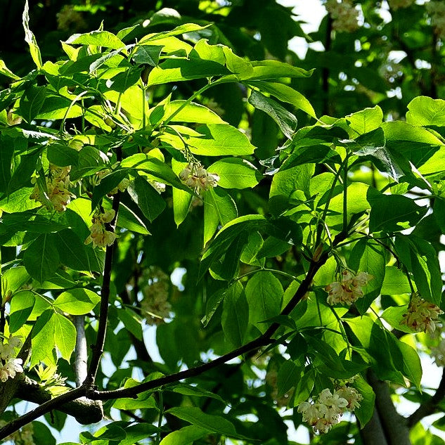 Gewöhnliche Pimpernuss (Staphylea pinnata)