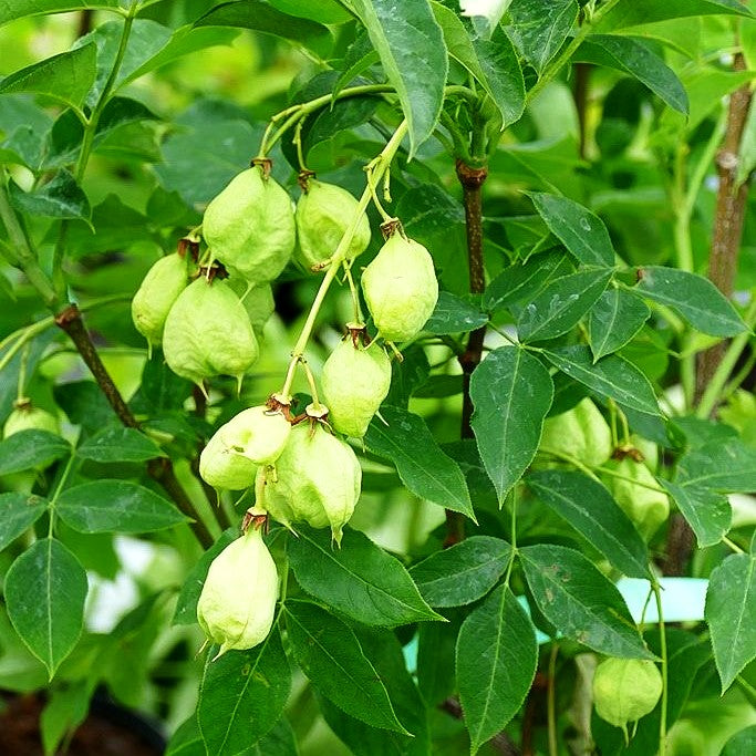 Gewöhnliche Pimpernuss (Staphylea pinnata)
