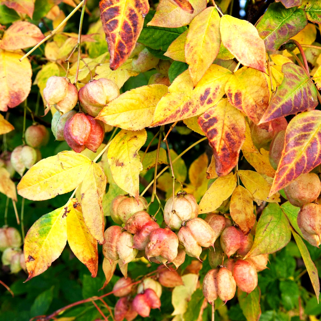 Gewöhnliche Pimpernuss (Staphylea pinnata)