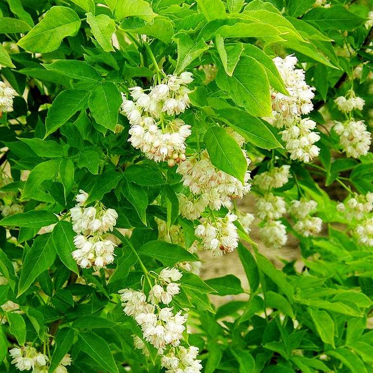 Gewöhnliche Pimpernuss (Staphylea pinnata)