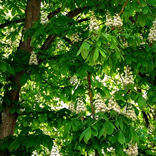 Gewöhnliche Rosskastanie (Aesculus hippocastanum)