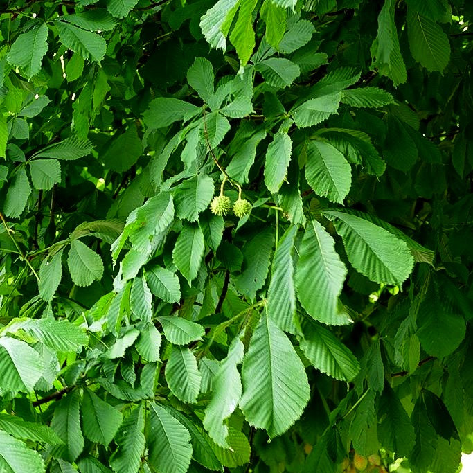 Gewöhnliche Rosskastanie (Aesculus hippocastanum)