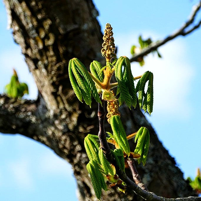 Gewöhnliche Rosskastanie (Aesculus hippocastanum)
