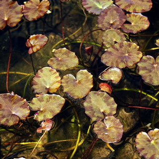 Gewöhnliche Seekanne (Nymphoides peltata)
