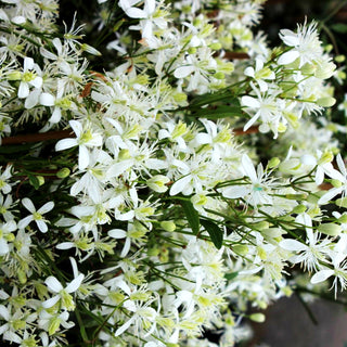 Gewöhnliche Waldrebe (Clematis vitalba)