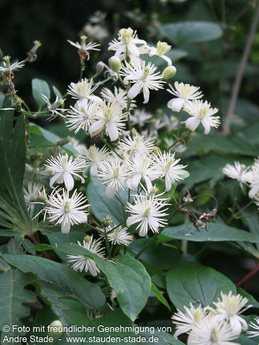 Gewöhnliche Waldrebe (Clematis vitalba)