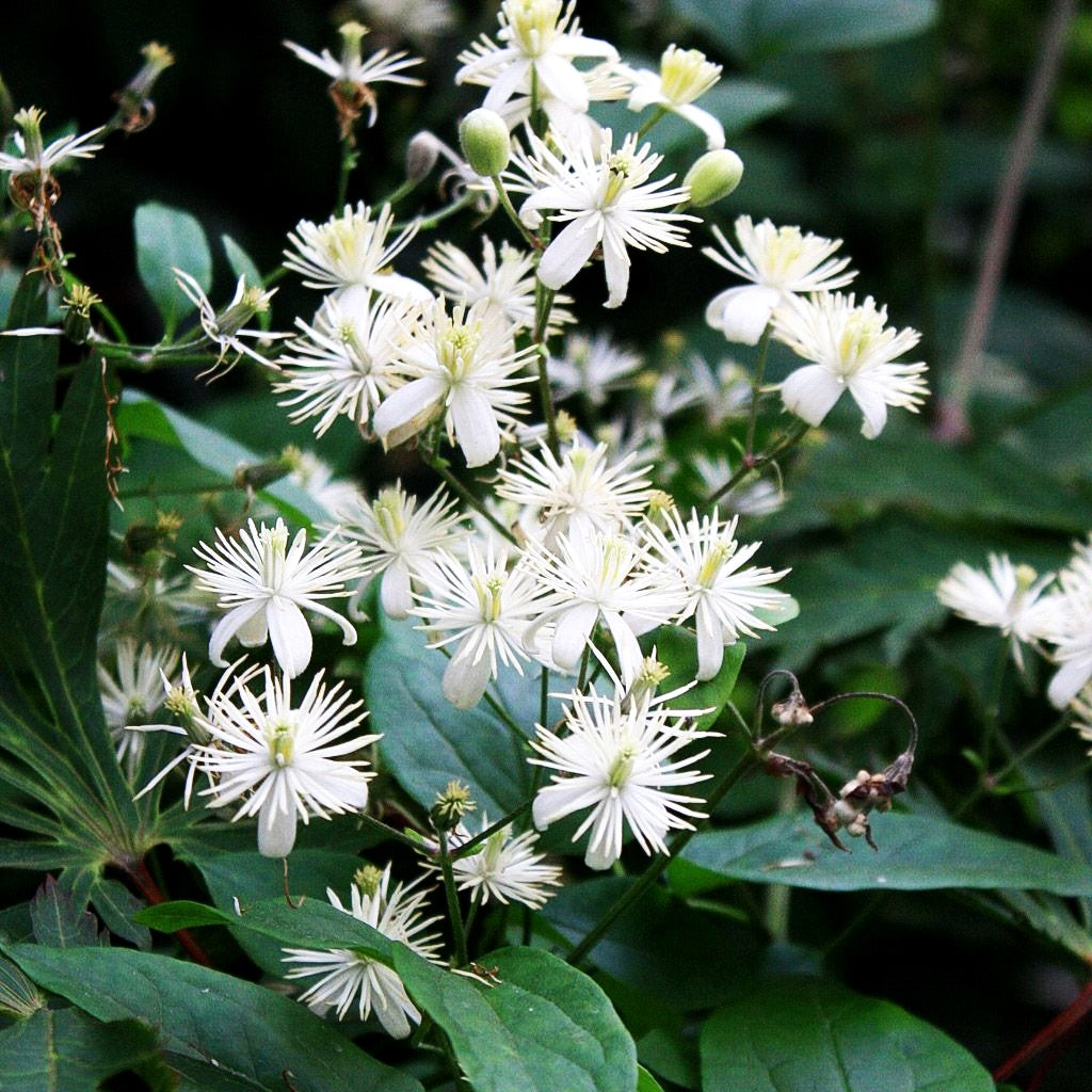 Gewöhnliche Waldrebe (Clematis vitalba)