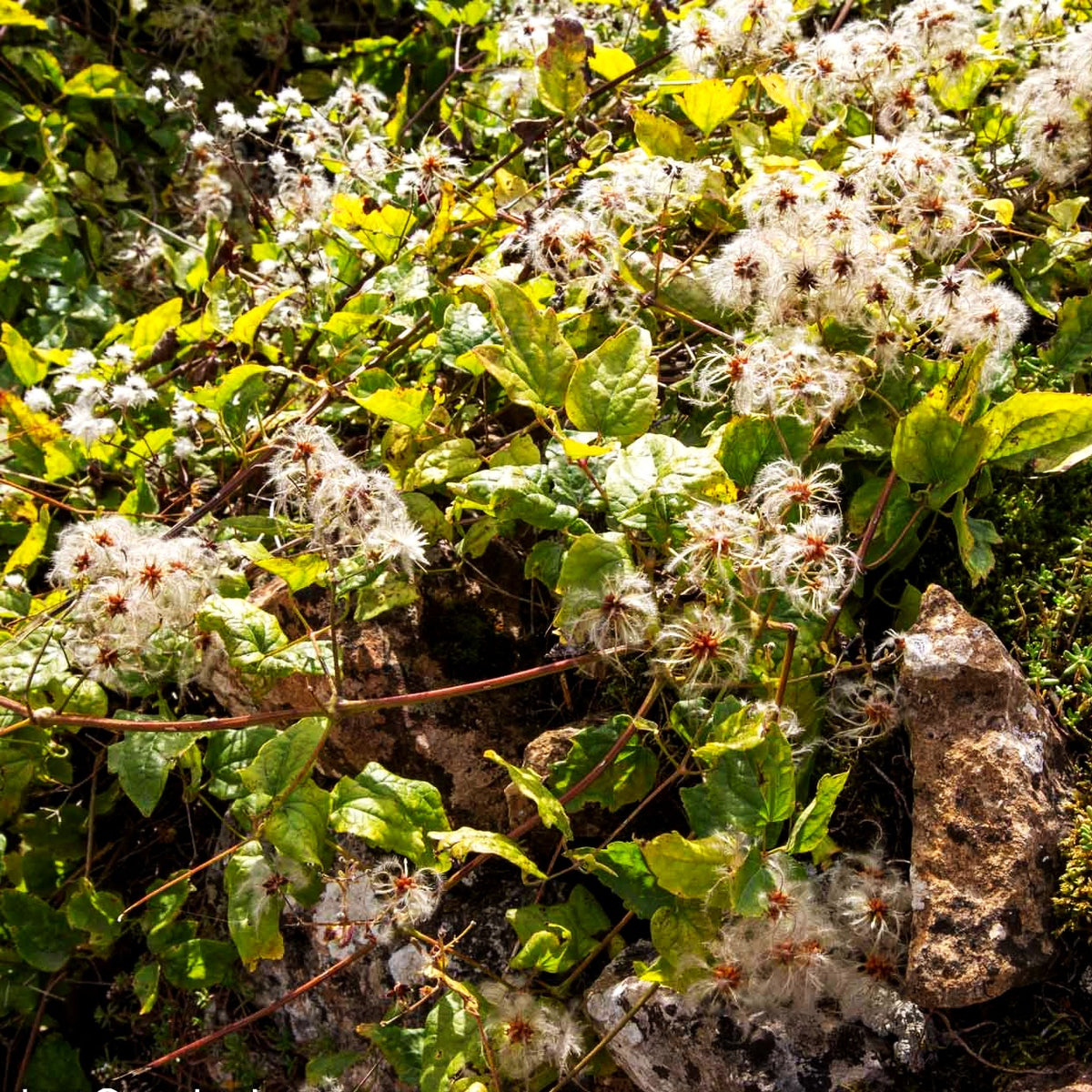 Gewöhnliche Waldrebe (Clematis vitalba)