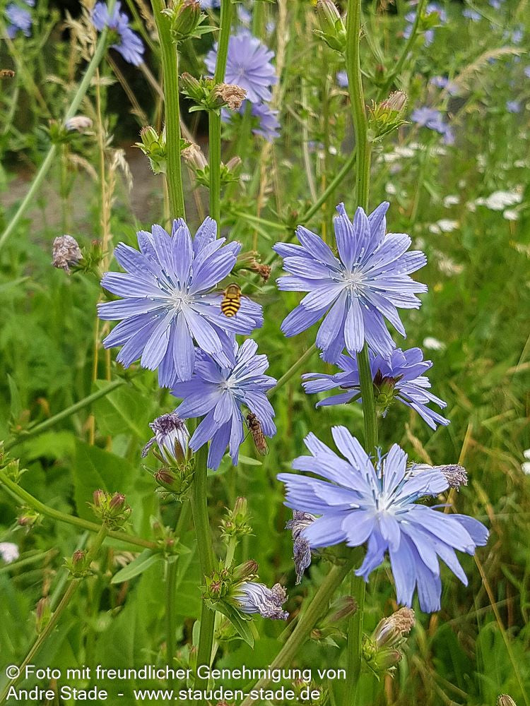 Gewöhnliche Wegwarte (Cichorium intybus)